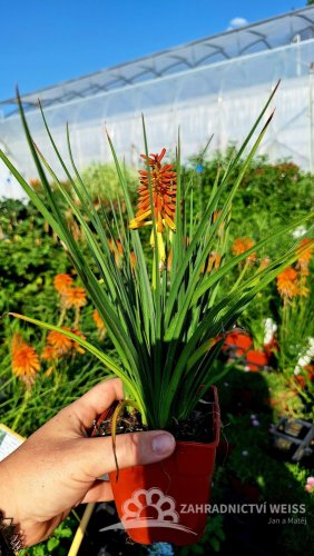 KLEOPATŘINA JEHLA - KNIPHOFIA ROCKET JR