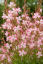 GAURA LIND. ROSY JANE