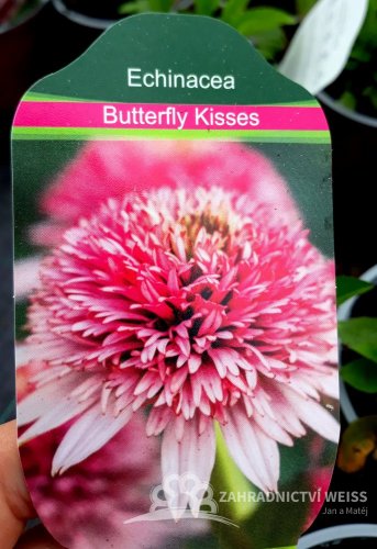 TŘAPATKA - ECHINACEA " BUTTERFLY KISSES"