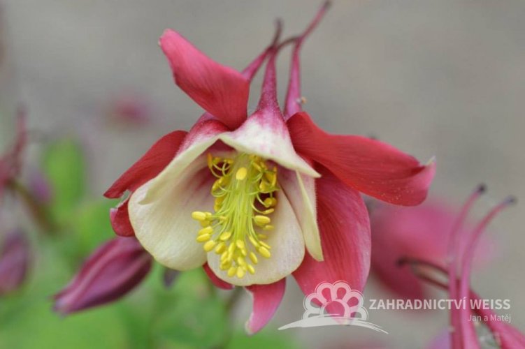 ORLÍČEK - AQUILEGIA CAERULEA RED YELLOW