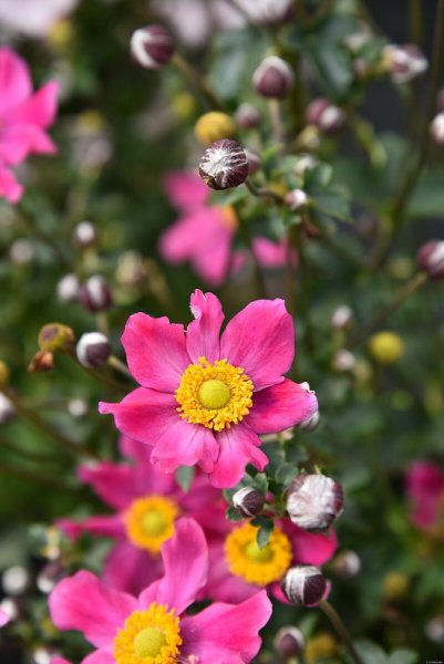 ANEMONE HYB. SUMMER BREEZE VIBRANT PINK