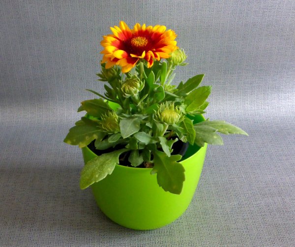 KOKARDA- GAILLARDIA GRANDIFLORA