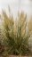 TŘTINA CHLOUPKATÁ - CALAMAGROSTIS BRACHYTRICHA