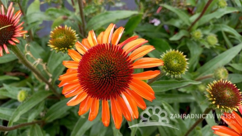 ECHINACEA PRIMA GINGER