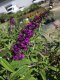 MOTÝLÍ KEŘ - BUDDLEJA DAVIDII ROYAL RED