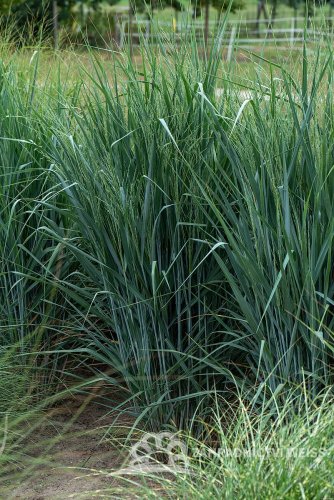 PROSO PRUTNATÉ –  PANICUM VIRGATUM BLUE FOUNTAIN