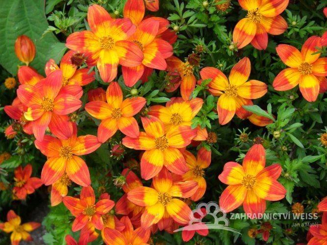 DVOUZUBEC - BIDENS BLAZING RING ON FIRE