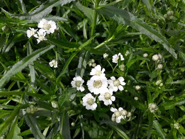 ŘEBŘÍČEK BERTRÁM - "ACHILLEA PTARMICA THE PEARL"