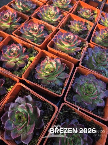 NETŘESK – SEMPERVIVUM BIG SAM JUMBO GREEN