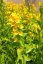 VRBINA TEČKOVANÁ - PUNCTATA LYSIMACHIA