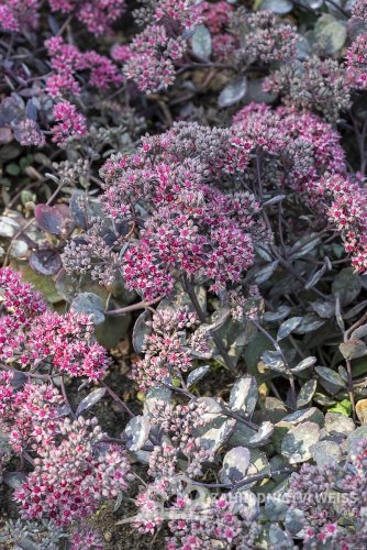 SEDUM HYB. RED SPARKLE