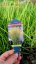 PROSO PRUTNATÉ - PANICUM VIRGATUM BUFFALO GREEN