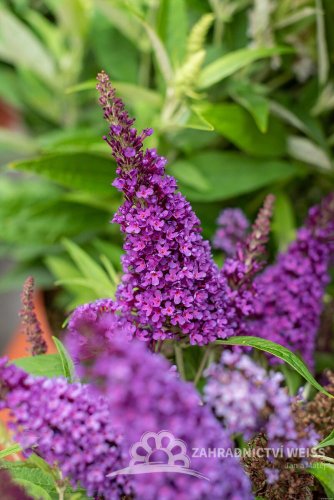 MOTÝLÍ KEŘ - BUDDLEJA DAVIDII BUTTERFLY CANDY LITTLE PURPLE