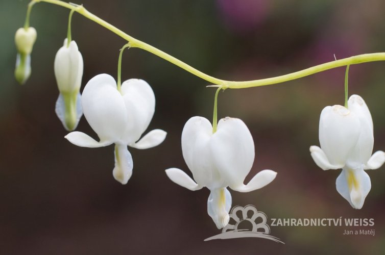 SRDCOVKA NÁDHERNÁ - DICENTRA SPECTABILIS ALBA