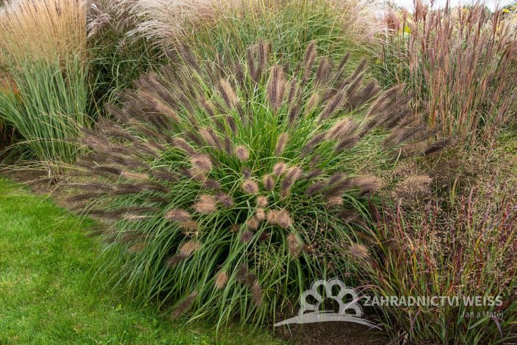 PENNISETUM RED HEAD