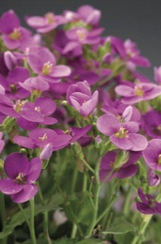 HUSENÍK - ARABIS BLEPHAROPHYLLA "DEEP ROSE "