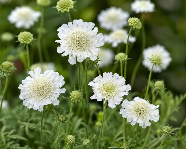 HLAVÁČ - SCABIOSA COLUMBARIA ATALANTA WHITE