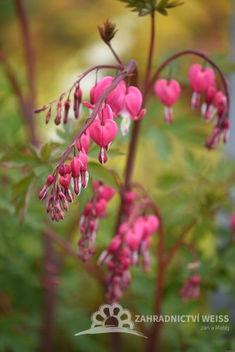 SRDCOVKA NÁDHERNÁ - "DICENTRA SPECTABILIS"