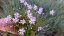 FLOX PLAZIVÝ - PHLOX SUBULATA FABULOUS BLUE VIOLET