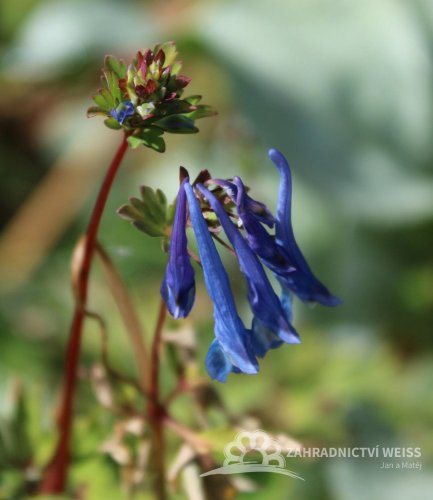 DYMNIVKA – CORYDALIS CURVIFLORA BLUE HERON
