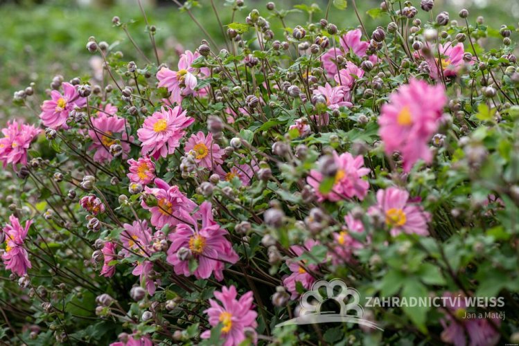 SASANKA - ANEMONE HYB. BRESSINGHAM GLOW