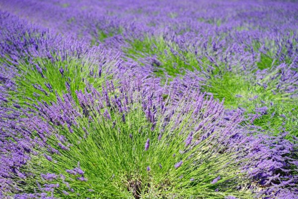 LEVANDULA PROVENCE