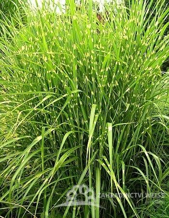 OZDOBICE ČÍNSKÁ - MISCANTHUS SIN. ZEBRINUS