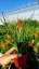 KLEOPATŘINA JEHLA - KNIPHOFIA ROCKET JR