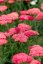 ACHILLEA MILLEFOLIUM SASSY SUMMER TAFFY