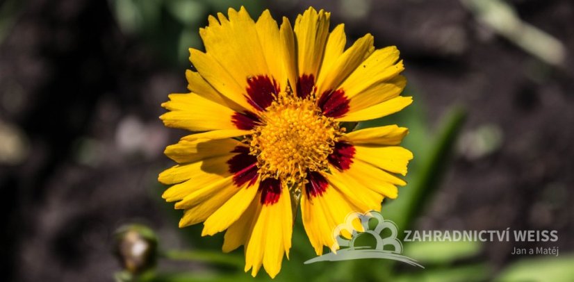 COREOPSIS GRANDIFLORA SUNFIRE - KRASNOOČKO