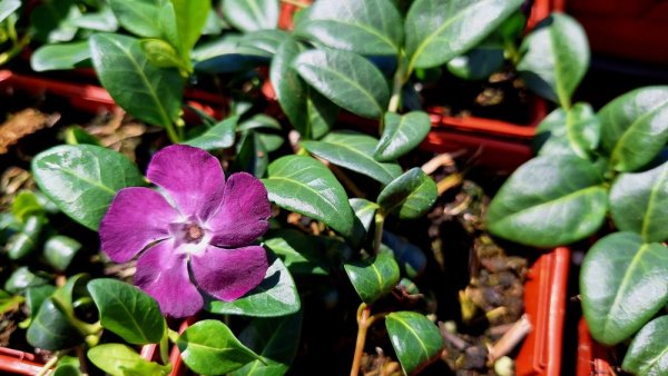 BARVÍNEK - VINCA MINOR ATROPURPUREA