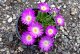DELOSPERMA FIALOVÉ