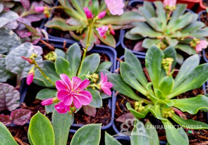 LEWISIA ELISE BRIGHT MIX