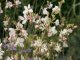 GAURA LINDHEIMERI – GEYSER WHITE