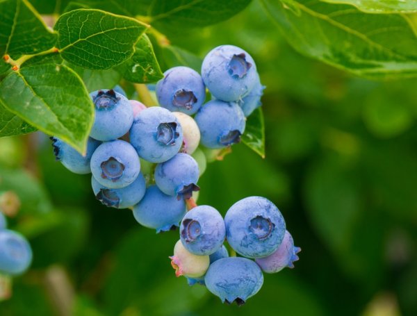 KANADSKÁ BORŮVKA - BLUEGOLD