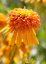 ECHINACEA PURP. MARMALADE