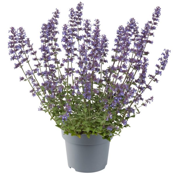 ŠANTA KOČIČÍ - NEPETA FAASSENII WALKER´S LOW