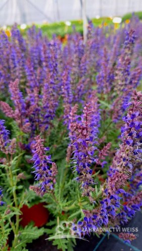 SALVIA HYB. CARINA