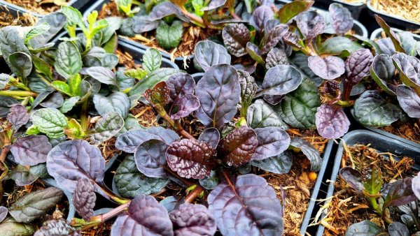 ZBĚHOVEC – AJUGA REPTANS ATROPURPUREA