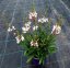 GAURA LINDHEIMERI - GRACEFUL WHITE