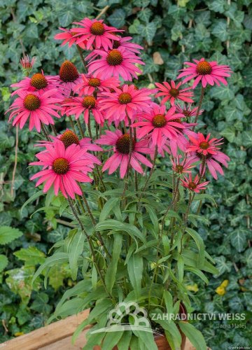 ECHINACEA GLOWING DREAM