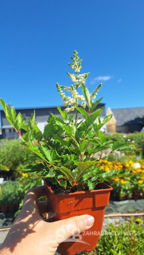 ASTILBE - ČECHRAVA ASTARY WHITE