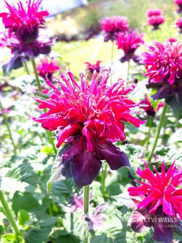 MONARDA "DIDYMA FIREBALL"