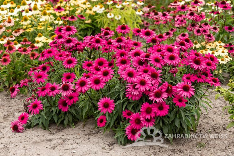 ECHINACEA SENSATION WILD ROMANCE