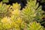 SEDUM KAMTSCHATICUM THE EDGE