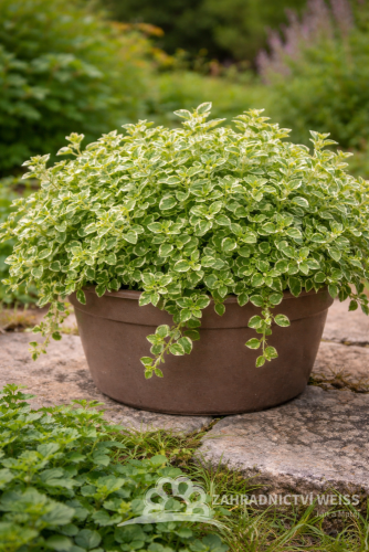 OREGANO BÍLÉ  - ORIGANUM VUL. PANTA