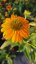 ECHINACEA PURP. LAKOTA YELLOW