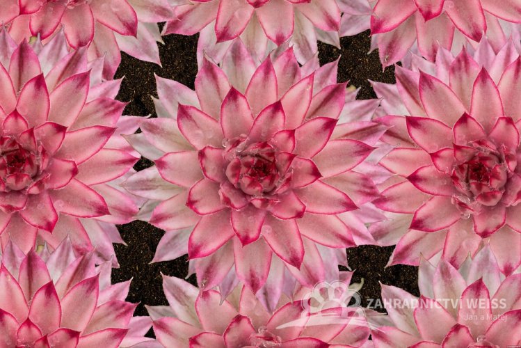 NETŘESK - SEMPERVIVUM CAPRICORN