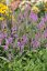 VERONICA LONGIFOLIA FIRST MATCH
