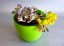 SEDUM SPATHULIFOLIUM - PURPUREUM